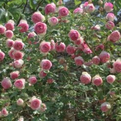 Rosier Grimpant PIERRE DE RONSARD ® Meiviolin 12 Rosier Grimpant PIERRE DE RONSARD ® Meiviolin -Meilland Richardier Soldes 1225 meiviolin pierre de ronsard 11 2087 hd t1000