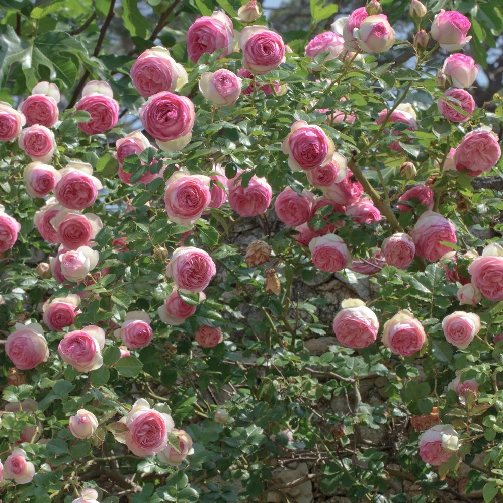 Rosier Grimpant PIERRE DE RONSARD ® Meiviolin 7 Rosier Grimpant PIERRE DE RONSARD ® Meiviolin – Image 5