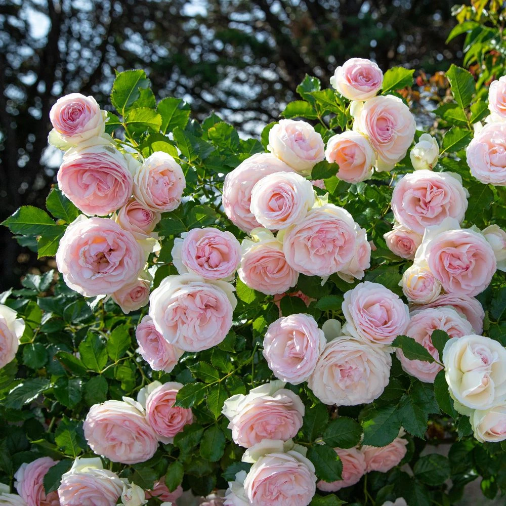 Rosier Grimpant PIERRE DE RONSARD ® Meiviolin 4 Rosier Grimpant PIERRE DE RONSARD ® Meiviolin – Image 2