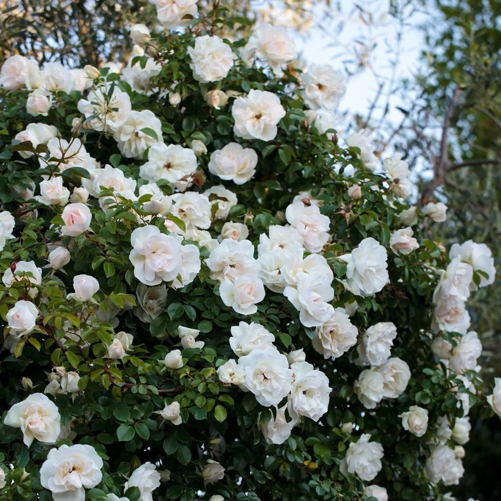 Rosier Grimpant Liane JEAN HONORE MUS ® Meibeljenb 3 Rosier Grimpant Liane JEAN HONORE MUS ® Meibeljenb