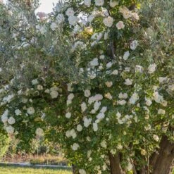 Rosier Grimpant Liane JEAN HONORE MUS ® Meibeljenb 10 Rosier Grimpant Liane JEAN HONORE MUS ® Meibeljenb -Meilland Richardier Soldes 1232 2999b rosier gpt looping meibeljenb mm t1000