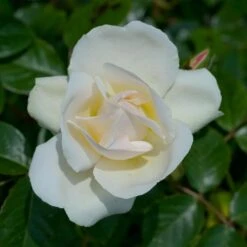 Rosier Grimpant Liane JEAN HONORE MUS ® Meibeljenb 12 Rosier Grimpant Liane JEAN HONORE MUS ® Meibeljenb -Meilland Richardier Soldes 1232 2999c rosier gpt looping meibeljenb mm t1000