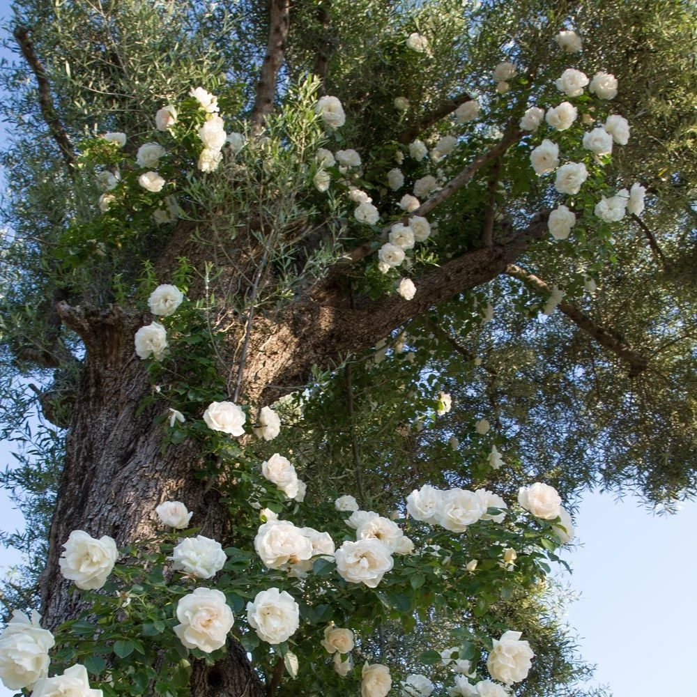 Rosier Grimpant Liane JEAN HONORE MUS ® Meibeljenb 8 Rosier Grimpant Liane JEAN HONORE MUS ® Meibeljenb – Image 6