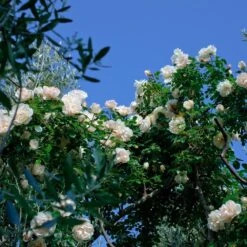 Rosier Grimpant Liane JEAN HONORE MUS ® Meibeljenb 15 Rosier Grimpant Liane JEAN HONORE MUS ® Meibeljenb -Meilland Richardier Soldes 1232 2999e rosier gpt looping meibeljenb mm t1000