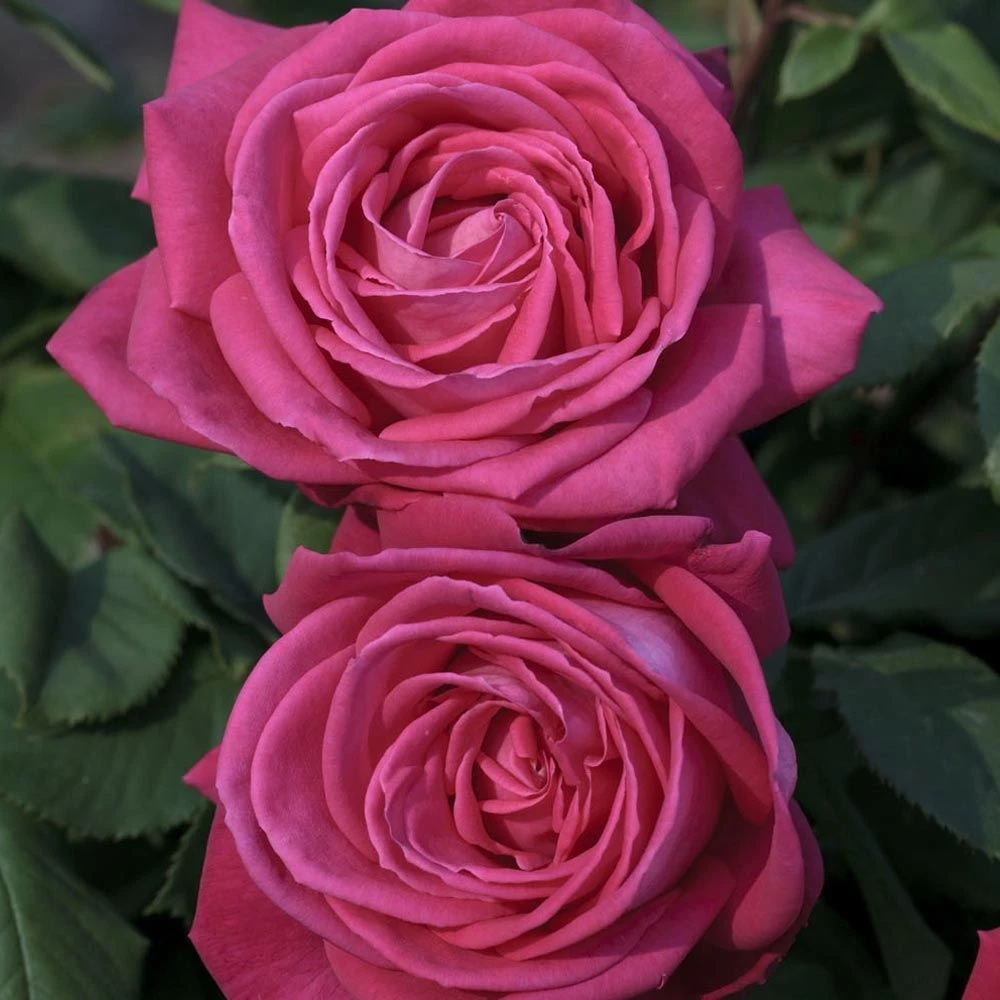 Rosier Grimpant LOLITA LEMPICKA ® Meizincarosar 3 Rosier Grimpant LOLITA LEMPICKA ® Meizincarosar