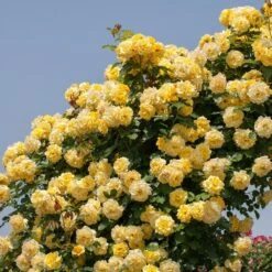 Rosier Grimpant RIMOSA ® Meigro-nurisar