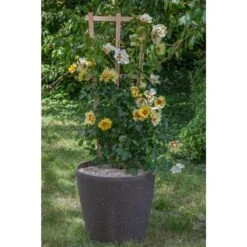 Rosier Grimpant EYECONIC ® Meipouzmoi -Meilland Richardier Soldes 1240 2981 9736 rosier gpt eyeconic meipouzmoi pot rond granit 50x48 t1000