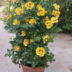 Rosier Grimpant EYECONIC ® Meipouzmoi -Meilland Richardier Soldes 1240 2981 rosier gpt eyeconic meipouzmoi mm t1000