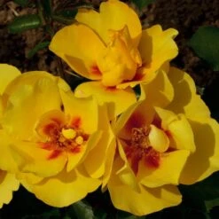 Rosier Grimpant EYECONIC ® Meipouzmoi -Meilland Richardier Soldes 1240 2981d rosier gpt eyeconic meipouzmoi mm t1000