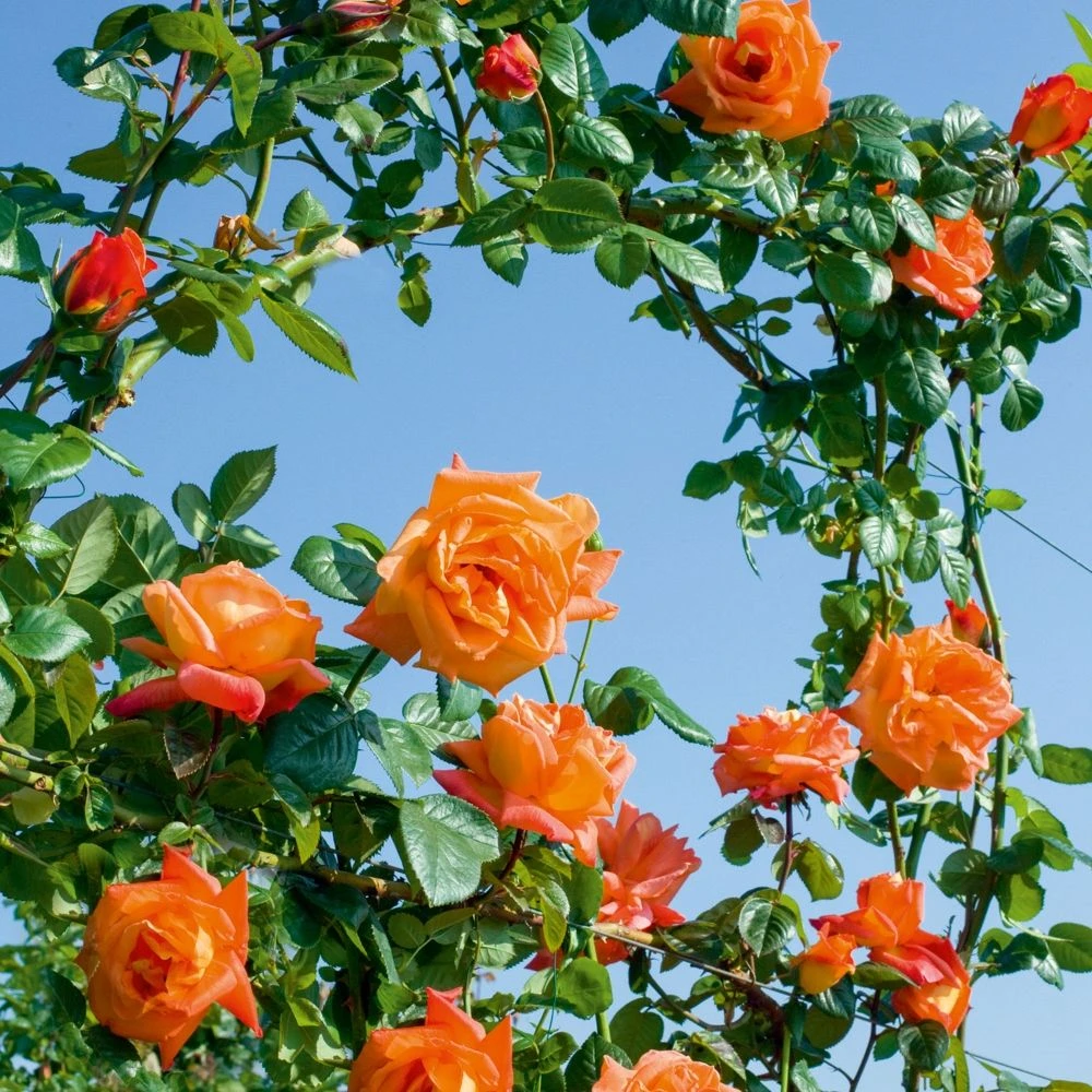 Rosier Grimpant LOUIS DE FUNES ® Meirestifsar 4 Rosier Grimpant LOUIS DE FUNES ® Meirestifsar – Image 2