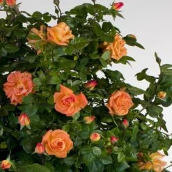 Rosier Grimpant LOUIS DE FUNES ® Meirestifsar 8 Rosier Grimpant LOUIS DE FUNES ® Meirestifsar -Meilland Richardier Soldes 1250 1978b rosier gpt louis de funes meirestifsar mi hd t1000