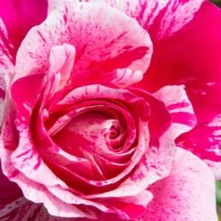 Rosier Grimpant INES SASTRE ® Meiteratol 7 Rosier Grimpant INES SASTRE ® Meiteratol -Meilland Richardier Soldes 1251 1976 rosier grimpant ines sastre meiteratol t1000 1