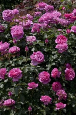 Rosier Grimpant YVES PIAGET ® Keitsupiatsu -Meilland Richardier Soldes 1264