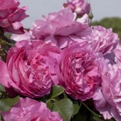 Rosier Grimpant YVES PIAGET ® Keitsupiatsu -Meilland Richardier Soldes 1264 2986a rosier grimpant yves piaget keitsupiatsu mi t1000