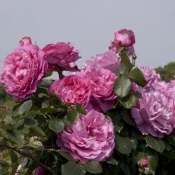 Rosier Grimpant YVES PIAGET ® Keitsupiatsu -Meilland Richardier Soldes 1264 2986b rosier grimpant yves piaget keitsupiatsu mi t1000