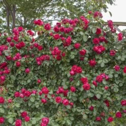 Rosier Grimpant ERIC TABARLY Meidrason 8 Rosier Grimpant ERIC TABARLY Meidrason -Meilland Richardier Soldes 1275 2991c rosier gpt eric tabarly meidrason mm hd t1000