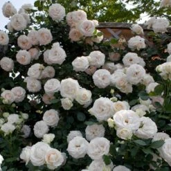 Rosier Grimpant PALAIS ROYAL ® Meiviowit 9 Rosier Grimpant PALAIS ROYAL ® Meiviowit -Meilland Richardier Soldes 1276 2918 rosier grimpant palais royal meiviowit hd mi t1000