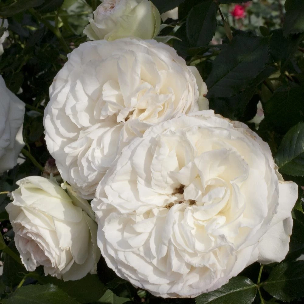 Rosier Grimpant PALAIS ROYAL ® Meiviowit 8 Rosier Grimpant PALAIS ROYAL ® Meiviowit – Image 6