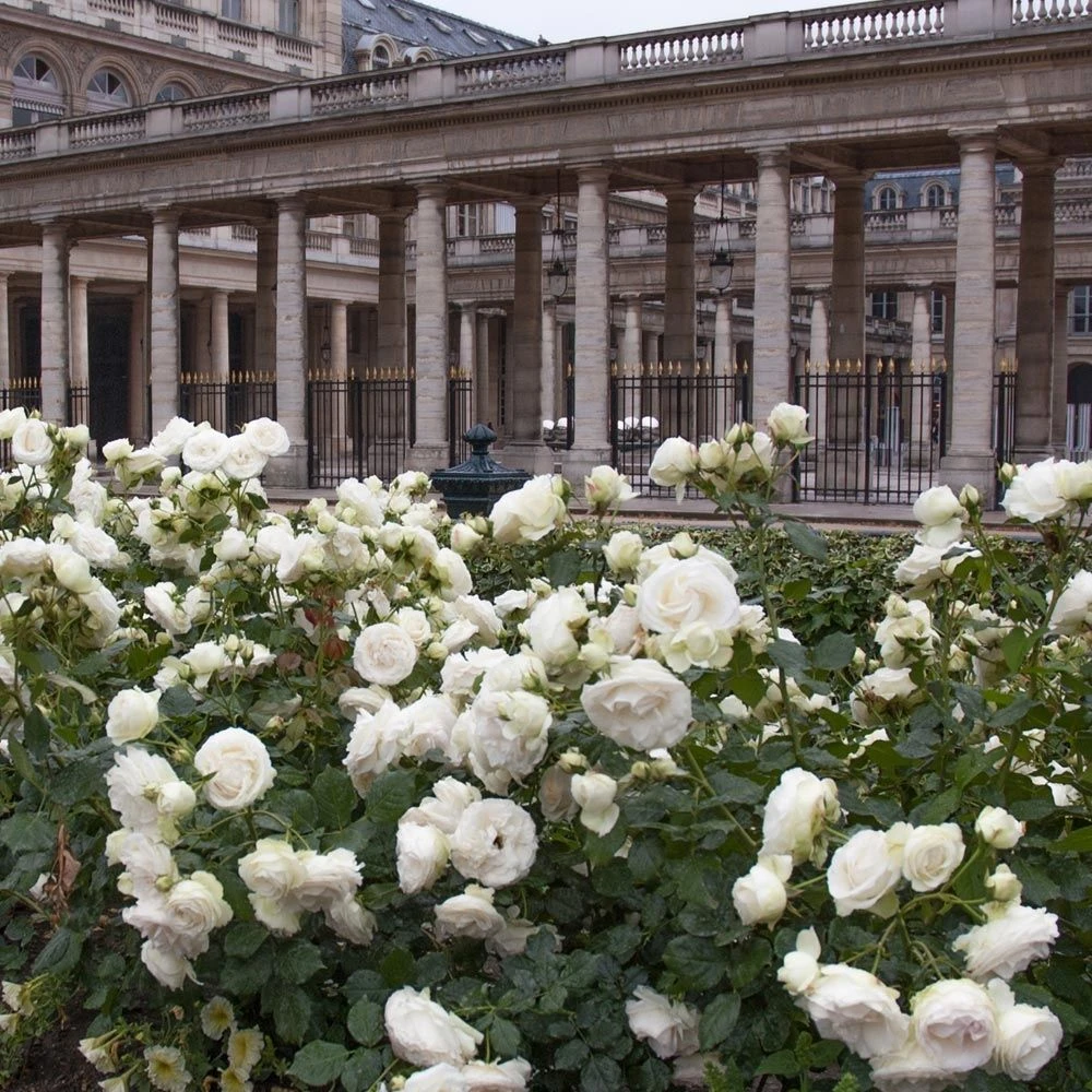 Rosier Grimpant PALAIS ROYAL ® Meiviowit 5 Rosier Grimpant PALAIS ROYAL ® Meiviowit – Image 3