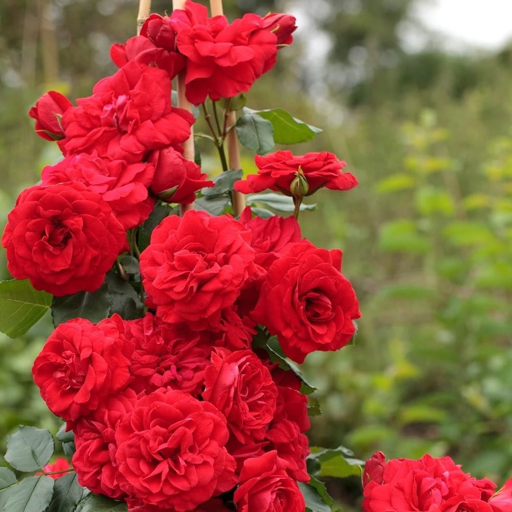 Rosier Grimpant NEGRESCO ® Meigrappo 4 Rosier Grimpant NEGRESCO ® Meigrappo – Image 2