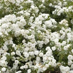 Rosier Demi-tige Semi-retombant Icy DRIFT ® Meipicdevoj 6 Rosier Demi-tige Semi-retombant Icy DRIFT ® Meipicdevoj -Meilland Richardier Soldes 1301 icy drift r meipicde