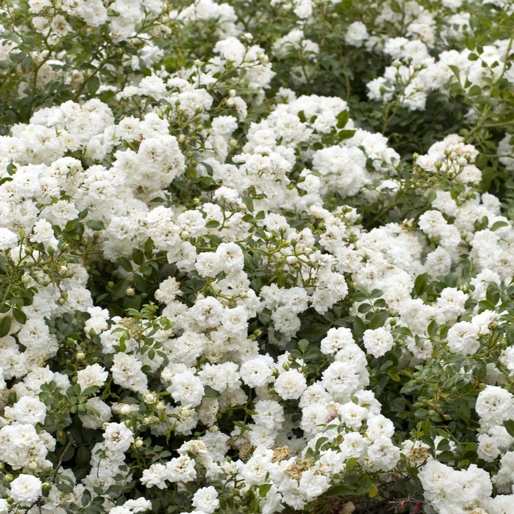 Rosier Demi-tige Semi-retombant Icy DRIFT ® Meipicdevoj 4 Rosier Demi-tige Semi-retombant Icy DRIFT ® Meipicdevoj – Image 2