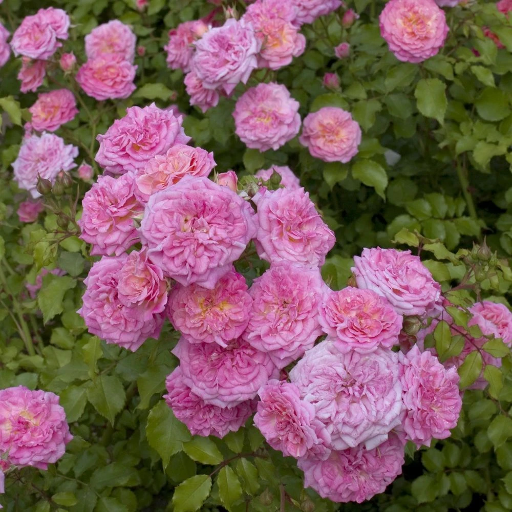 Rosier Demi-tige Semi-retombant Sweet DRIFT ® Meiswetdom 3 Rosier Demi-tige Semi-retombant Sweet DRIFT ® Meiswetdom – Image 2