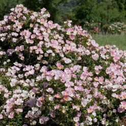 Rosier BINGO MEILLANDECOR ® Meipotal