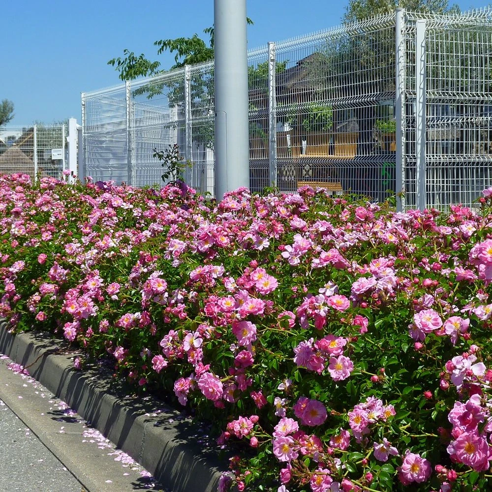 Rosier Magic MEILLANDECOR ® Meibonrib 4 Rosier Magic MEILLANDECOR ® Meibonrib – Image 2