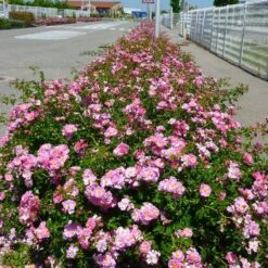 Rosier Magic MEILLANDECOR ® Meibonrib 9 Rosier Magic MEILLANDECOR ® Meibonrib -Meilland Richardier Soldes 1328 a rosier magic meillandecor meibonrib mi t1000