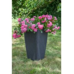 Rosier LES QUATRE SAISONS ® Meifafio 7 Rosier LES QUATRE SAISONS ® Meifafio -Meilland Richardier Soldes 1335 a rosier les quatre saisons meifafio t1000