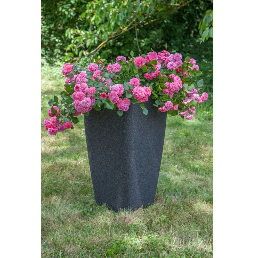 Rosier LES QUATRE SAISONS ® Meifafio 4 Rosier LES QUATRE SAISONS ® Meifafio – Image 2