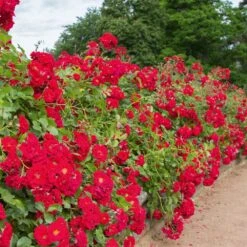 Rosier HELLO ® Meikinba 10 Rosier HELLO ® Meikinba -Meilland Richardier Soldes 1357 rosier hello meikinba mi t1000