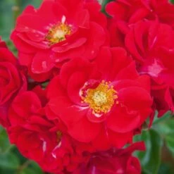 Rosier HELLO ® Meikinba 9 Rosier HELLO ® Meikinba -Meilland Richardier Soldes 1357a rosier hello meikinba mi t1000