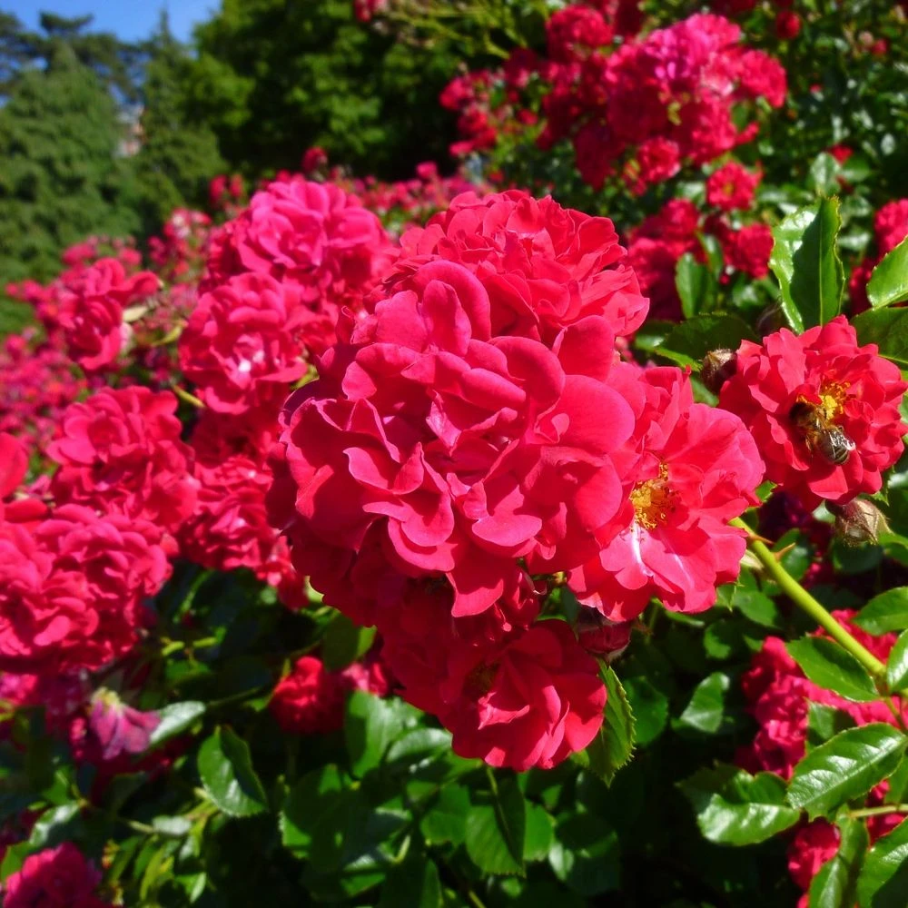 Rosier HELLO ® Meikinba 4 Rosier HELLO ® Meikinba – Image 2