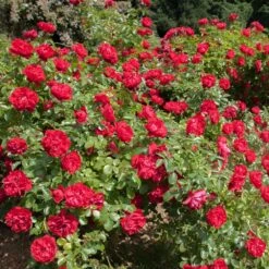 Rosier PRODIGE ECARLATE ® Meicoloss 13 Rosier PRODIGE ECARLATE ® Meicoloss -Meilland Richardier Soldes 1358 rosier prodige ecarlate meicoloss t1000