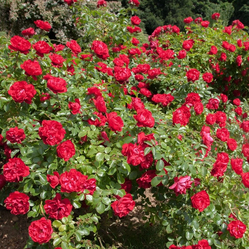 Rosier PRODIGE ECARLATE ® Meicoloss 8 Rosier PRODIGE ECARLATE ® Meicoloss – Image 6