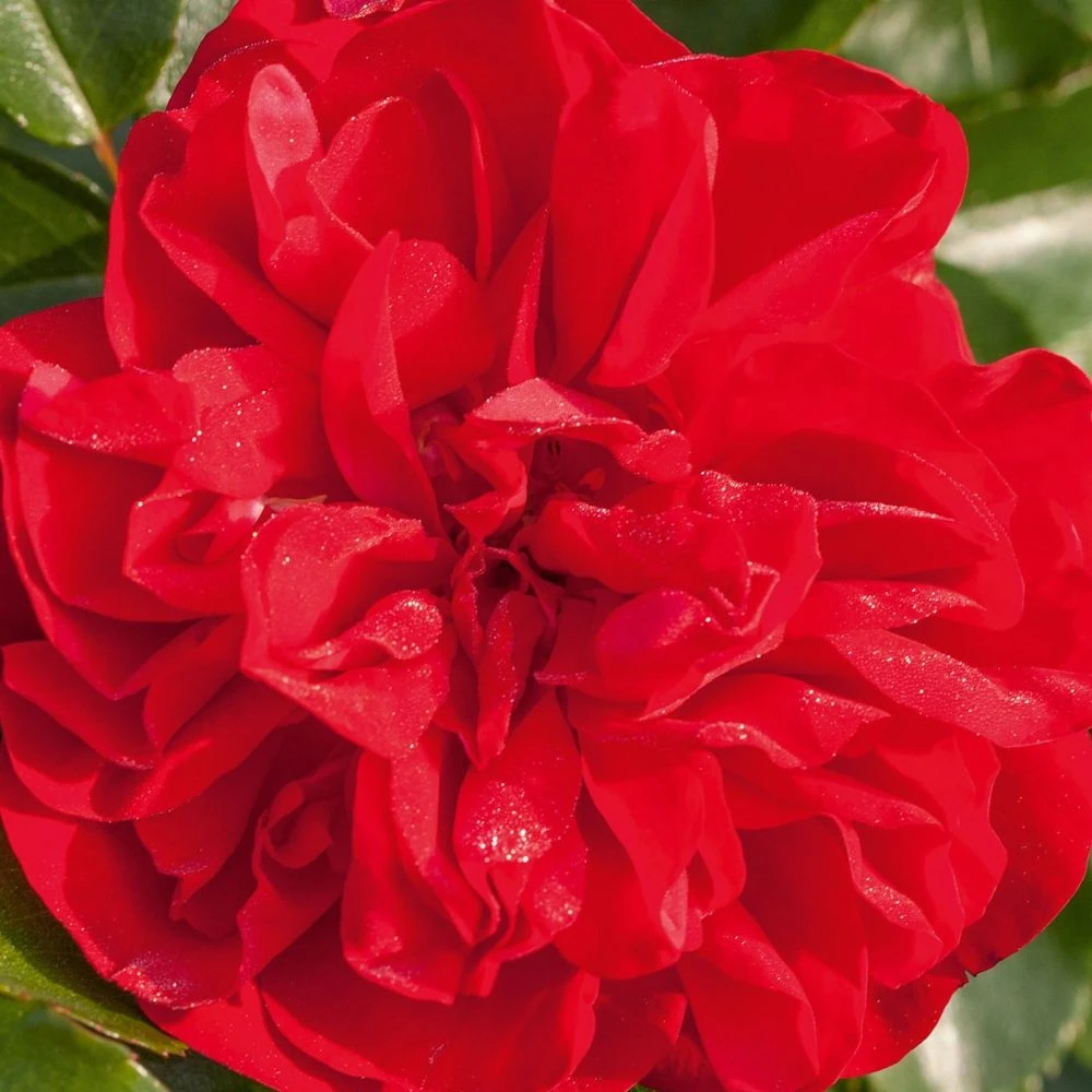 Rosier PRODIGE ECARLATE ® Meicoloss 6 Rosier PRODIGE ECARLATE ® Meicoloss – Image 4