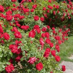 Rosier PRODIGE ECARLATE ® Meicoloss 9 Rosier PRODIGE ECARLATE ® Meicoloss -Meilland Richardier Soldes 1358 b rosier prodige ecarlate meicoloss t1000