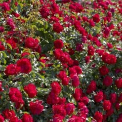 Rosier PRODIGE ECARLATE ® Meicoloss