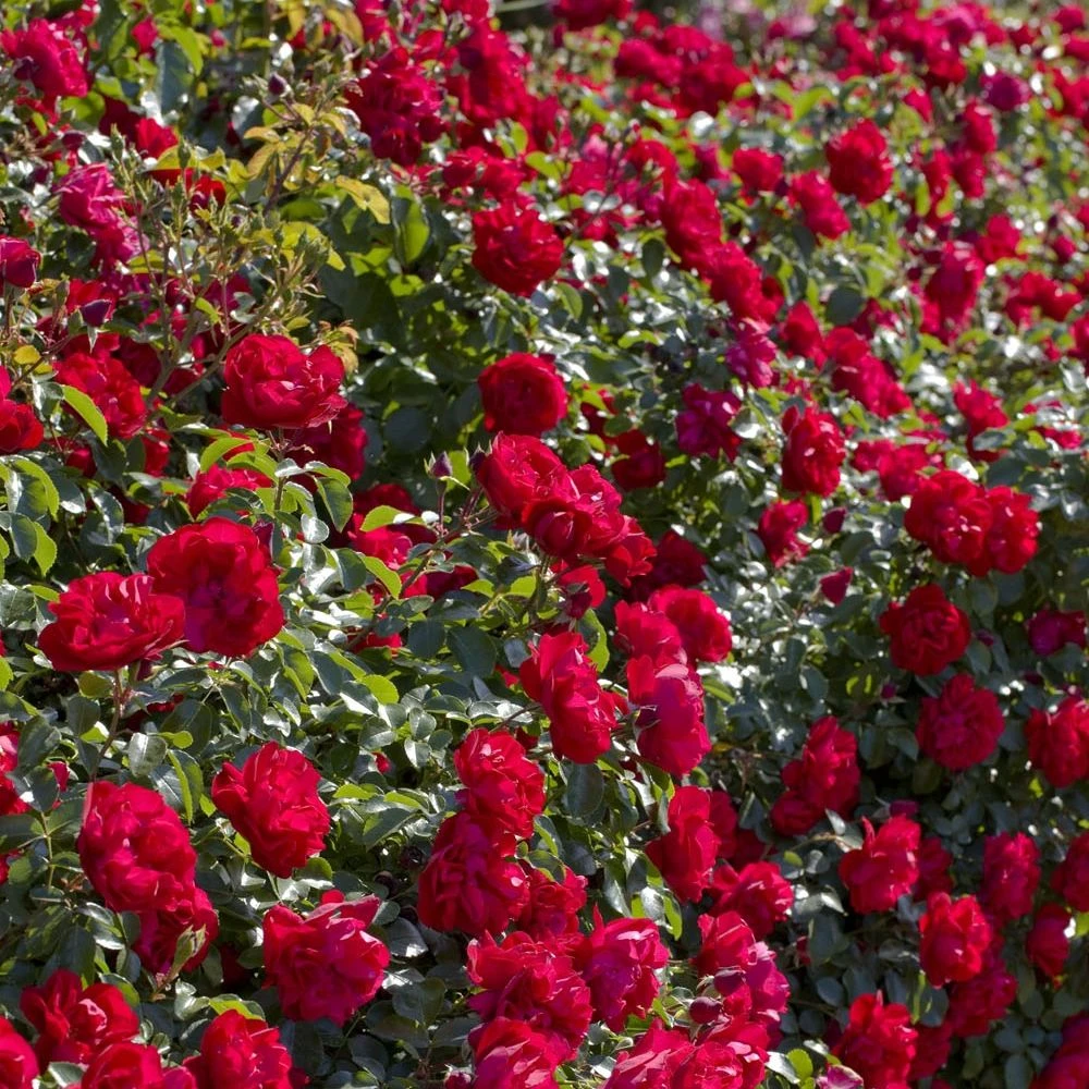 Rosier PRODIGE ECARLATE ® Meicoloss 3 Rosier PRODIGE ECARLATE ® Meicoloss