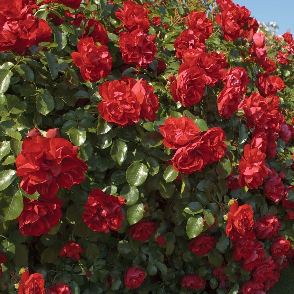 Rosier PRODIGE ECARLATE ® Meicoloss 5 Rosier PRODIGE ECARLATE ® Meicoloss – Image 3