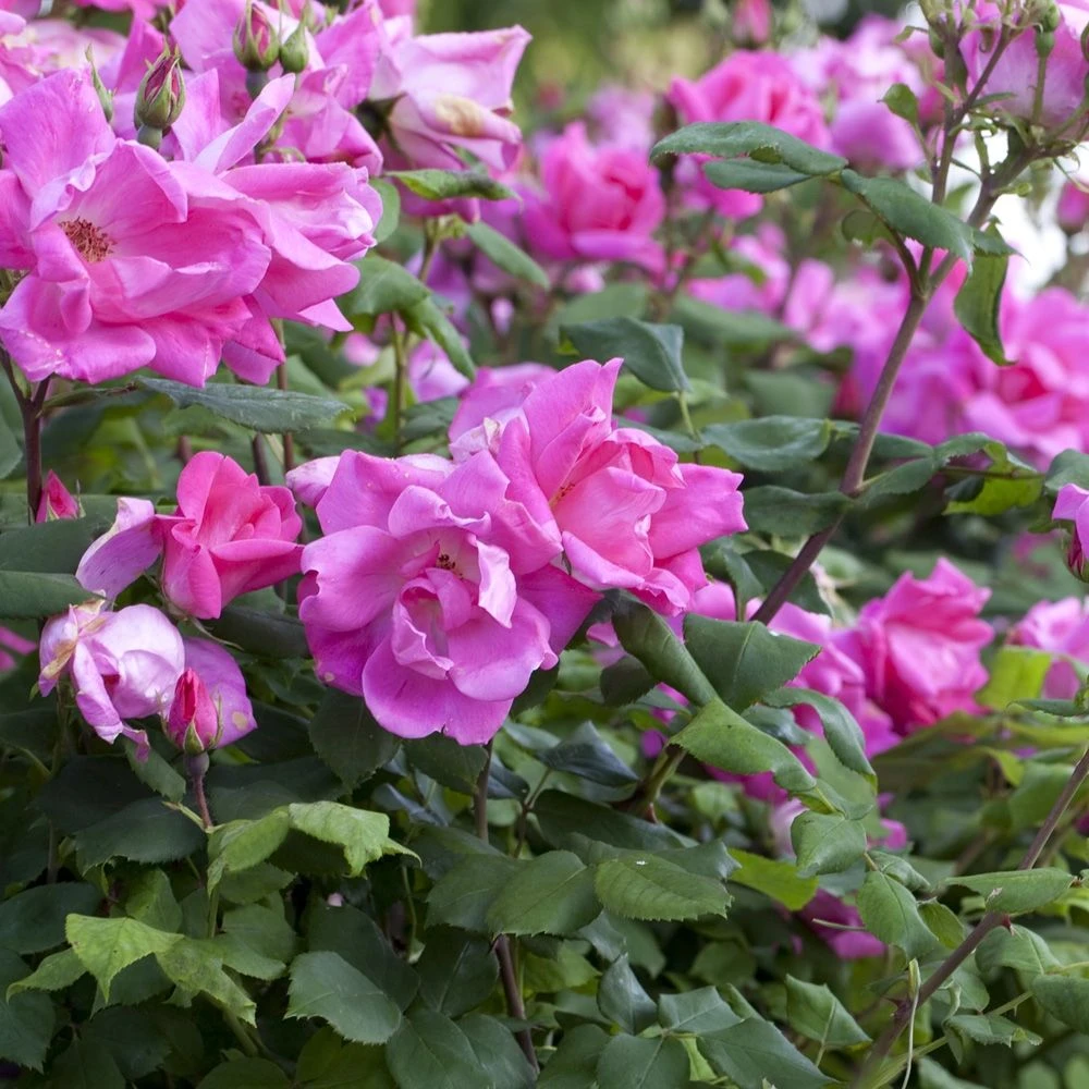 Rosier Demi-tige RODIN ® Meigadraz 3 Rosier Demi-tige RODIN ® Meigadraz