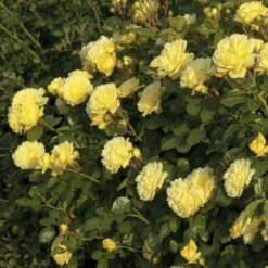 Rosier ANNY DUPEREY ® Meitongas 10 Rosier ANNY DUPEREY ® Meitongas -Meilland Richardier Soldes 1361 rosier anny duperey meitongas mi t1000 1