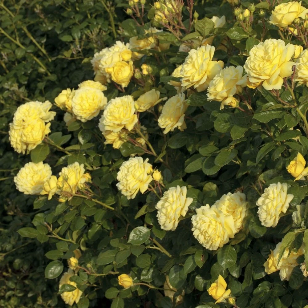 Rosier ANNY DUPEREY ® Meitongas 5 Rosier ANNY DUPEREY ® Meitongas – Image 3