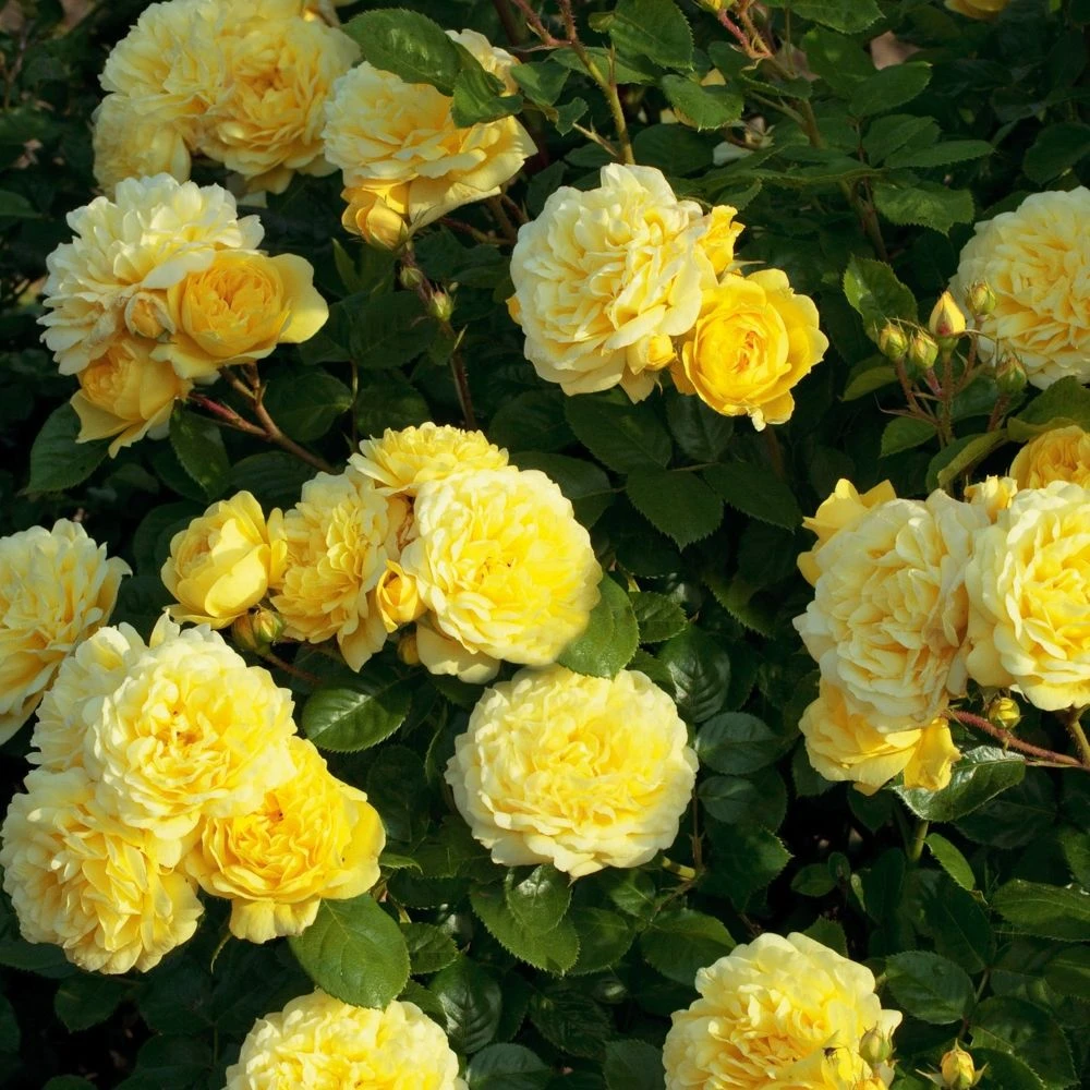 Rosier ANNY DUPEREY ® Meitongas 3 Rosier ANNY DUPEREY ® Meitongas