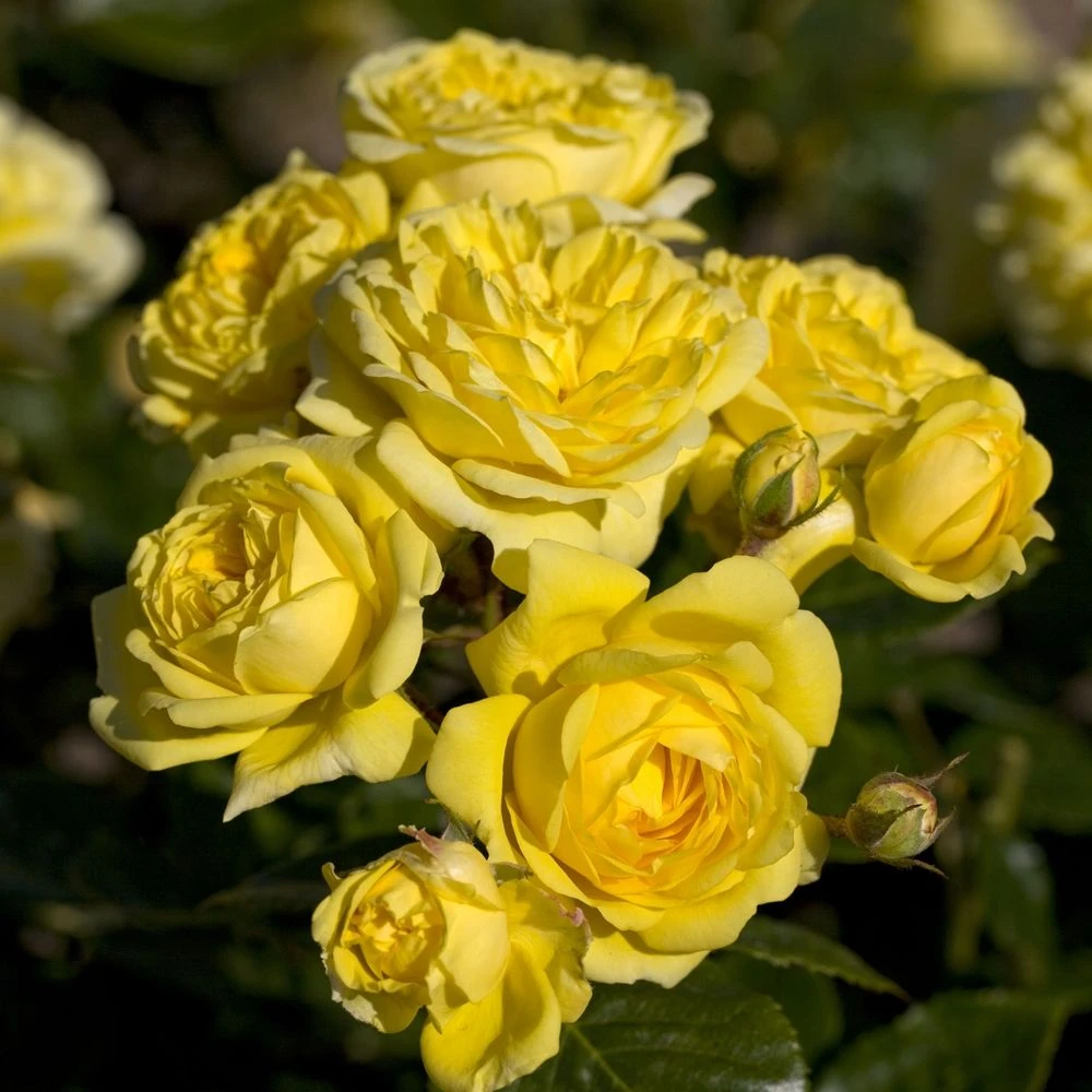 Rosier ANNY DUPEREY ® Meitongas 4 Rosier ANNY DUPEREY ® Meitongas – Image 2