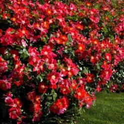 Rosier CANDIA ® MEILLANDECOR ® Meiboulka