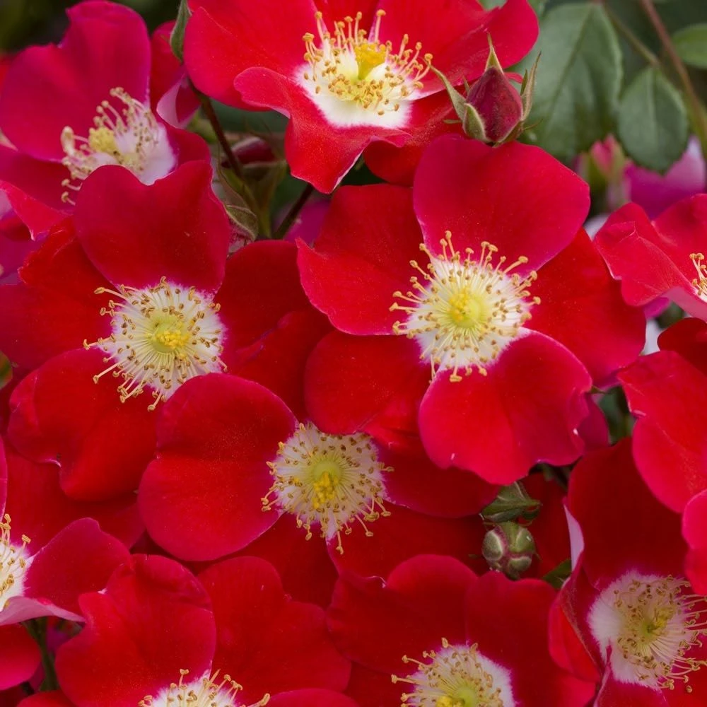 Rosier CANDIA ® MEILLANDECOR ® Meiboulka 4 Rosier CANDIA ® MEILLANDECOR ® Meiboulka – Image 2