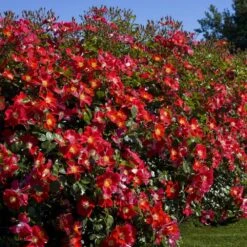 Rosier CANDIA ® MEILLANDECOR ® Meiboulka 8 Rosier CANDIA ® MEILLANDECOR ® Meiboulka -Meilland Richardier Soldes 1363b candia meillandecor meiboulka mm t1000